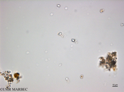 phyto/Bizerte/bizerte_bay/RISCO February 2015/NanoPK 3 (ancien Baie_T5_C1_Ind160215_002_ovl).TIF(copy)_thumb.jpg